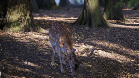 Fallow-Deer