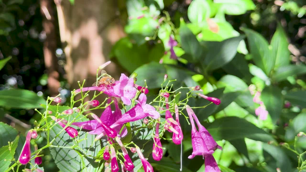 Bee collects nectar from Strobilanthes cusia flowers, bright daylight, steady close-up, lush foliage