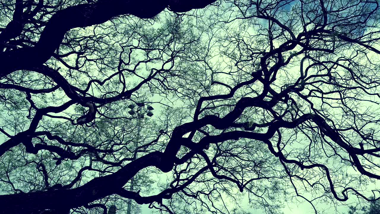 Twisted Tree Branches Against Sky