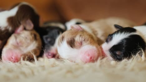 several cute newborn puppies lie on a soft carpet