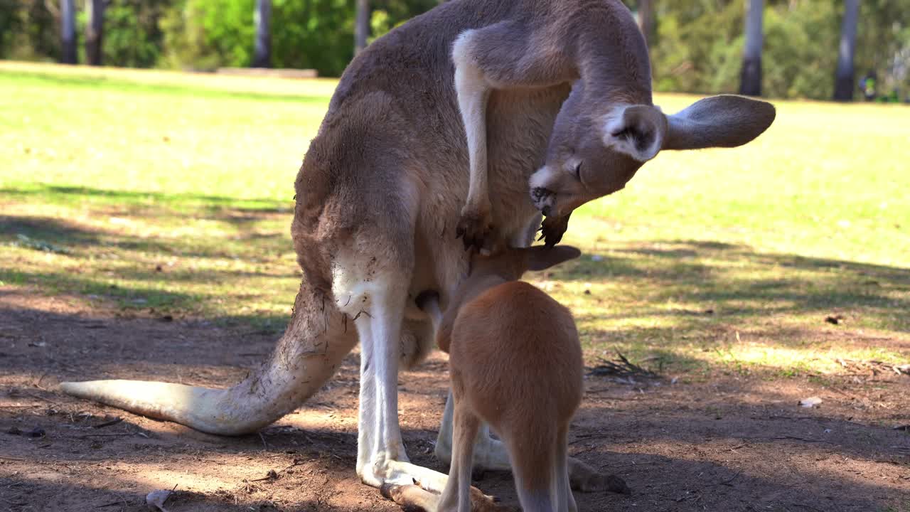 Close up shot capturing baby joey feeding on the milk from the mother's Kangaroo pouch in daytime