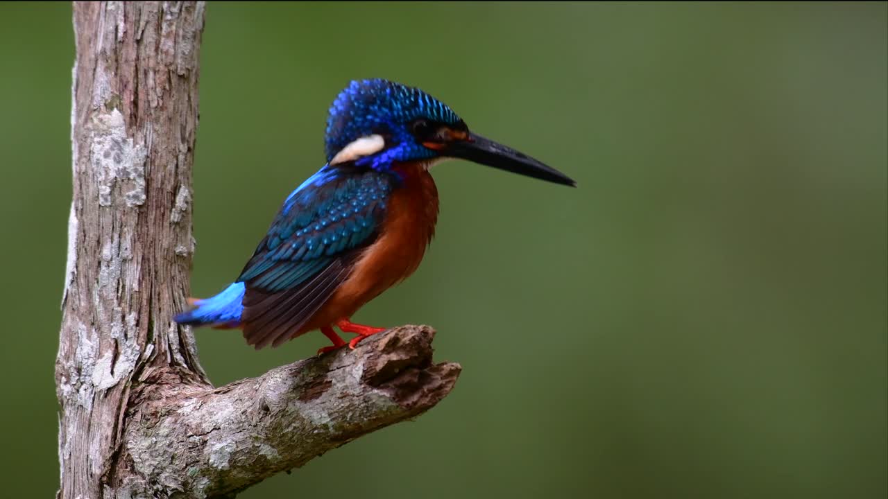 el martín pescador de orejas azules es un pequeño martín pescador que se encuentra en tailandia y es buscado por los fotógrafos de aves debido a sus hermosas orejas azules, ya que es una pequeña, linda y esponjosa bola de plumas azules de un pájaro