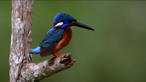 The-Blue-eared-Kingfisher-is-a-small-Kingfisher-found-in-Thailand-and-it-is-wanted-by-bird-photographers-because-of-its-lovely-blue-ears-as-it-is-a-small,-cute-and-fluffy-blue-feather-ball-of-a-bird