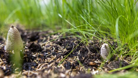 Pilze-Wachsen-Zwischen-Grasrasen,-Zeitraffer-Aus-Niedrigem-Winkel