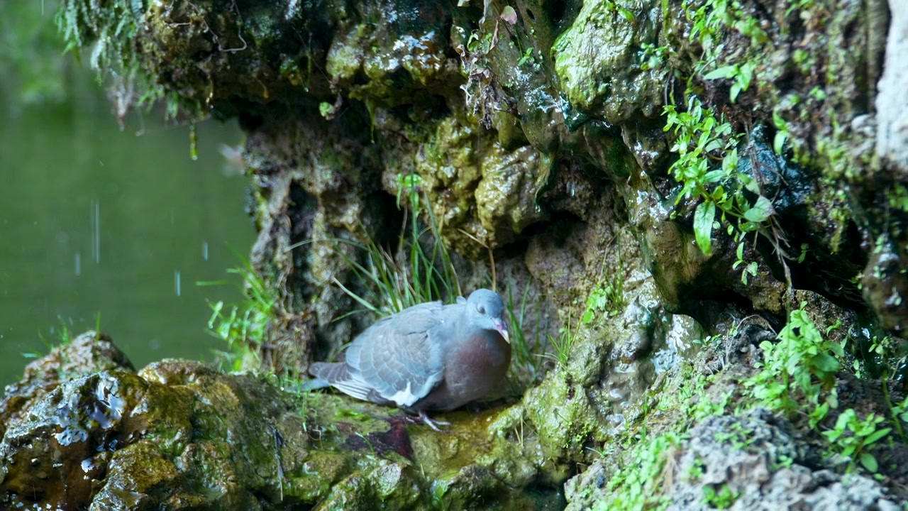都市公園の自然な苔むした岩の泉で新鮮な水を飲む一般的なモリバト。本物の野生動物の瞬間。