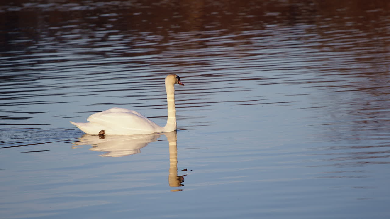 Swans in slow motion captured during spring, showing mating and grooming behavior.