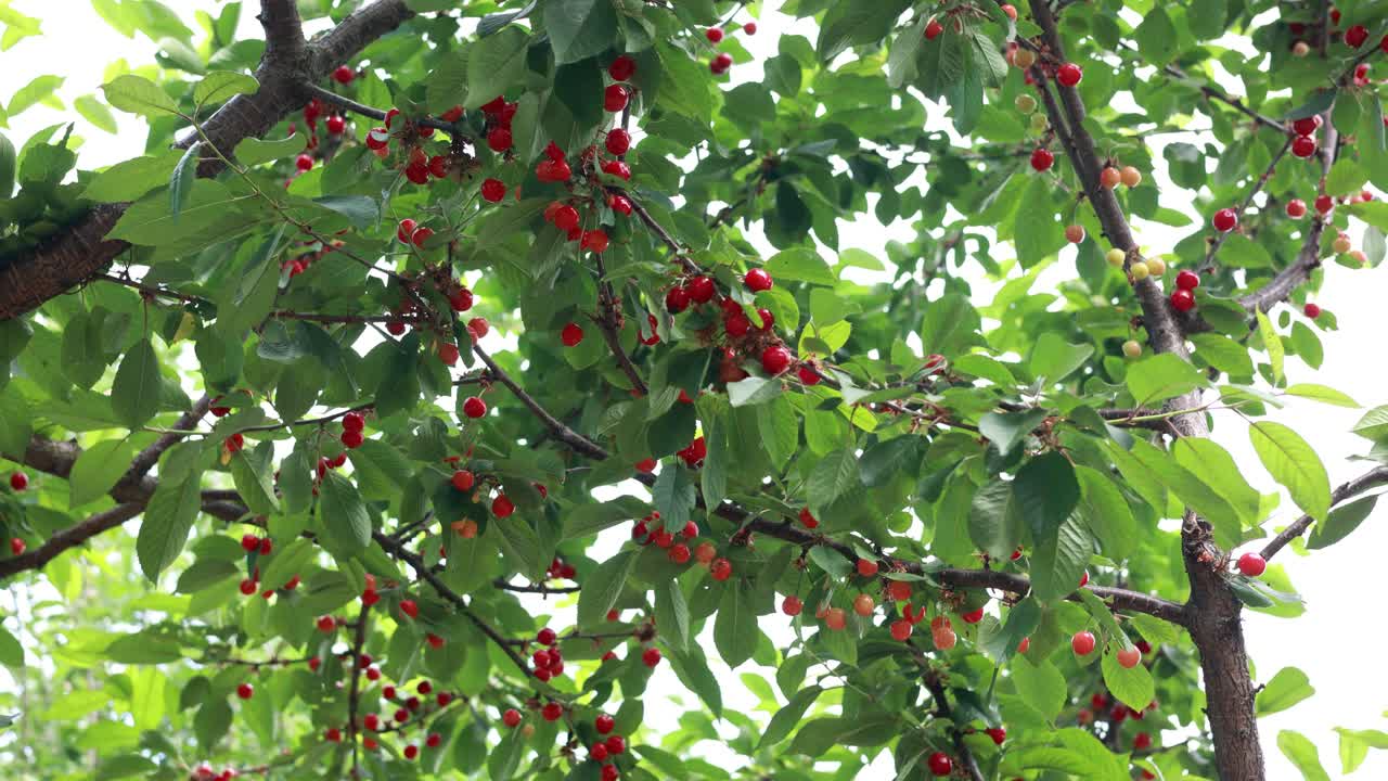 cerezas en el árbol