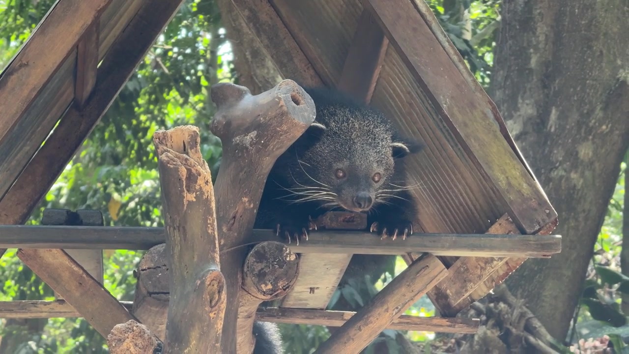 Binturong che riposa in un rifugio di legno.