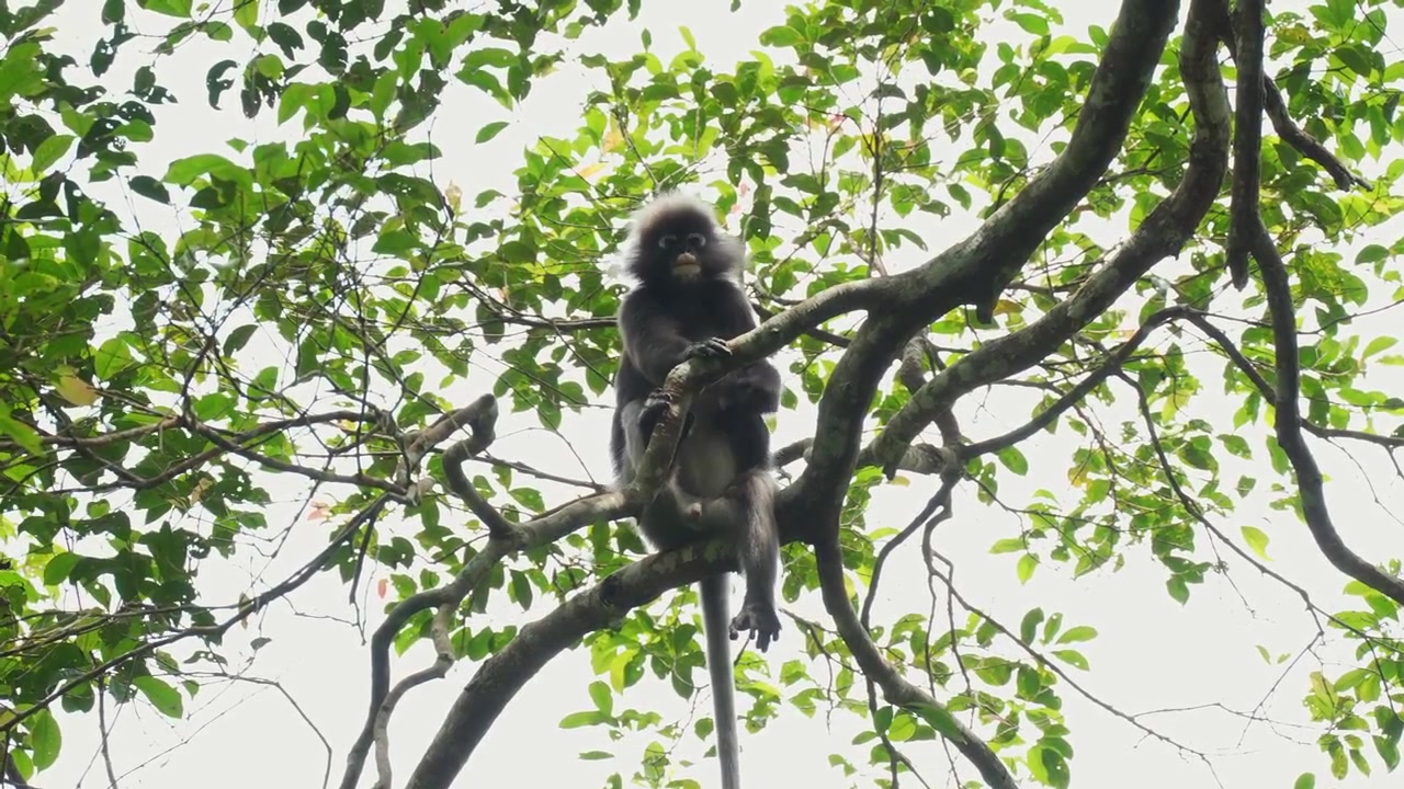 Inquadratura statica dal basso di una scimmia foglia scura adulta (Trachypithecus obscurus) comodamente sdraiata lungo un grosso ramo orizzontale, circondata da foglie verdi tropicali.