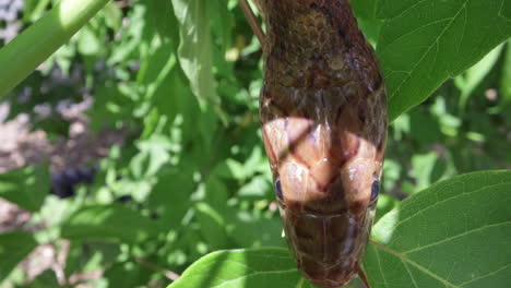 cabeza de serpiente de maíz en un árbol sobre hojas cerrar macro