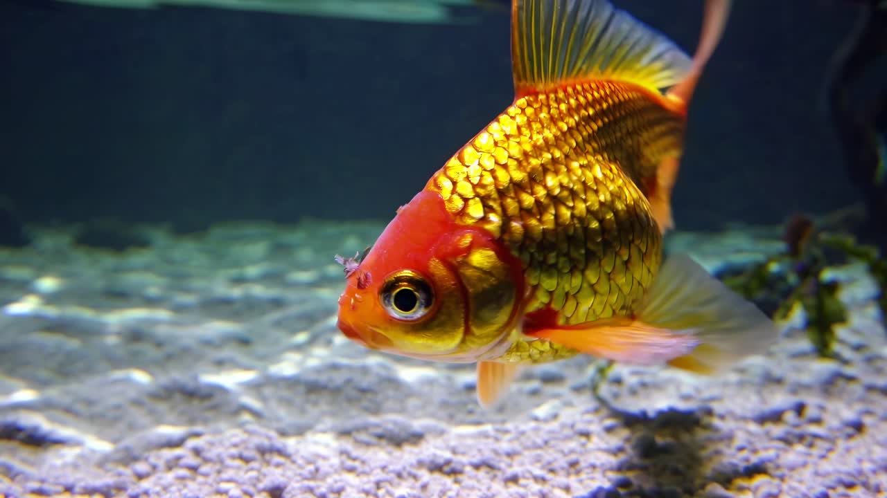 Close-up, underwater shot of a goldfish swimming, highlighting its vibrant scales