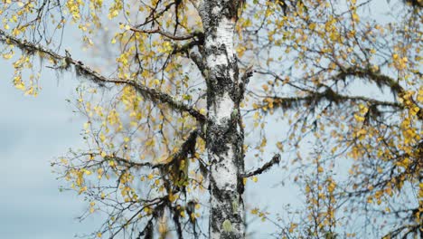 a peaceful autumn day with birch trees standing tall, their golden leaves fluttering softly against a blue sky