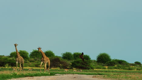 couple of giraffe and herd of springbok in central kalahari - wide, slow motion