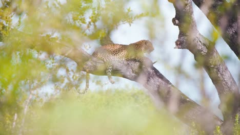 african leopard lying in shade on tree branch, resting in savanna heat