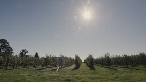 Driving-through-the-US-countryside,-side-window-view-of-a-manicured-apple-orchard