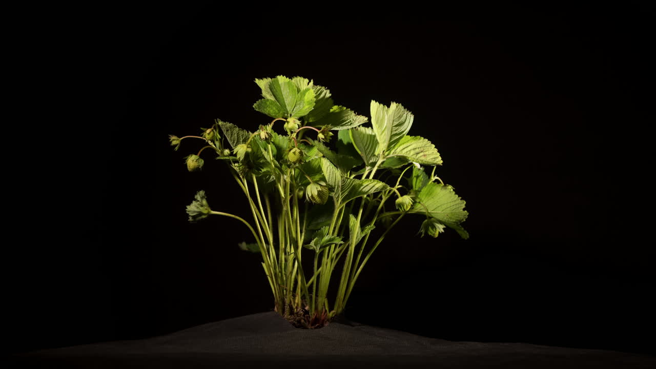 arbusto de fresas con bayas se marchita debido a la sequía