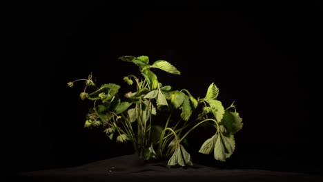 Strawberry-bush-with-berries-withers-because-of-drought