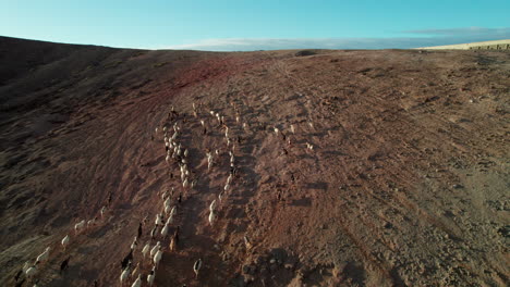 aerial view of a flock of sheep and goats running through desert mountains