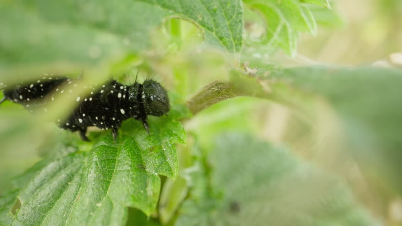 Single caterpillar chews through green nettle leaves in wild habitat