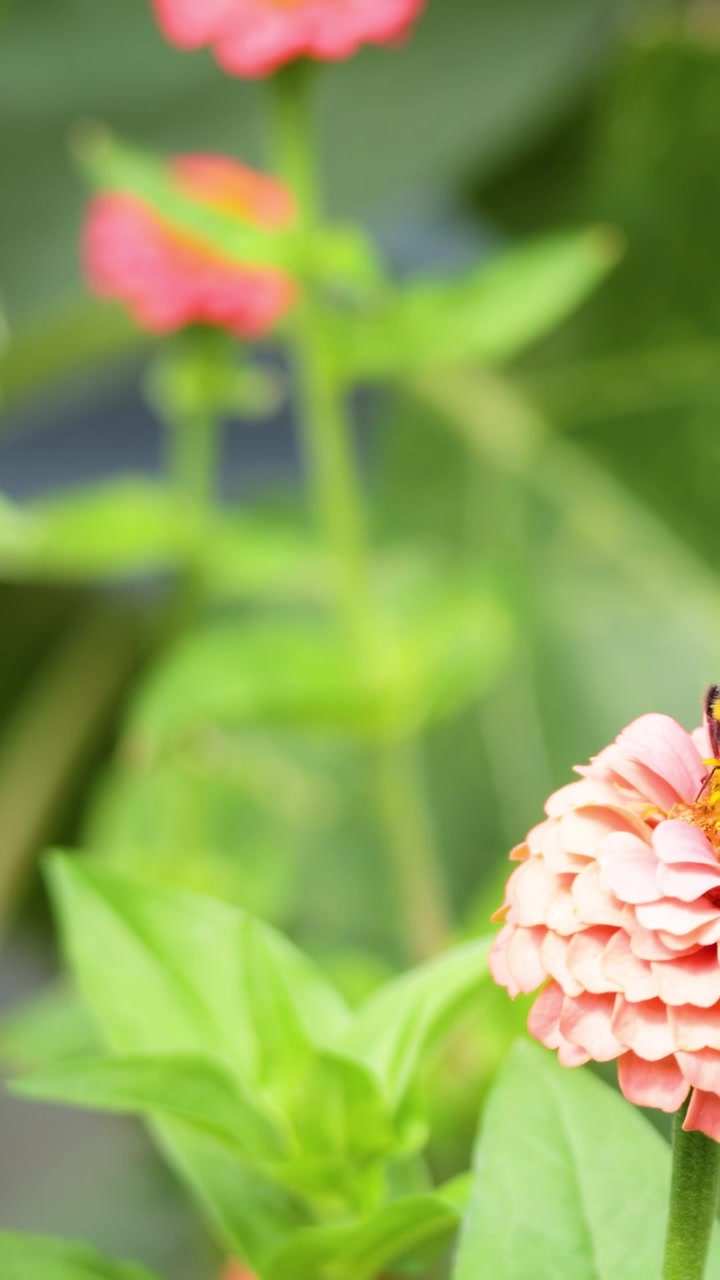 Lebah bumblebee menyerbuki bunga zinnia di taman.