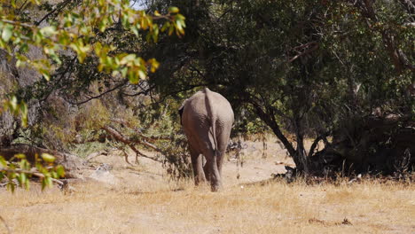 Tiro-Trasero-De-Elefante-Salvaje