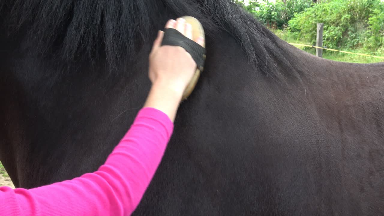 el cuidado de la salud del caballo, el aseo del cabalo, el cepillado del caballo. la mujer jinete limpia de la suciedad con el cepillo del caballo frisón.
