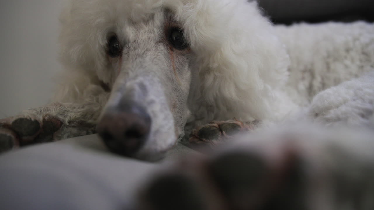 소파에 누워 있는 귀여운 흰색 표준 푸들 강아지를 닫고 떠납니다.