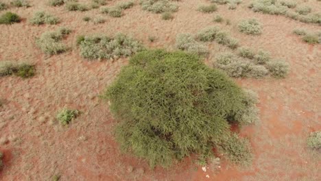 Aerial-view-of-a-large-camel-thorn-tree-in-an-arid-Kalahari-landscape,-South-Africa