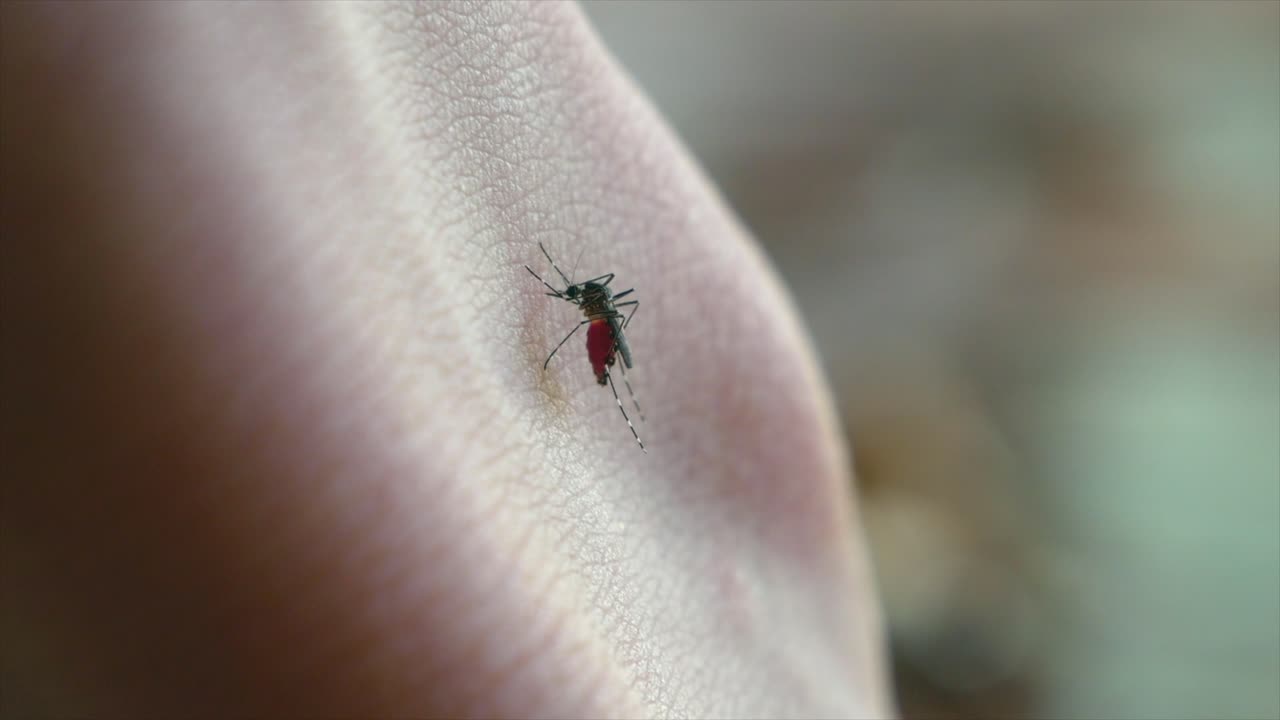 Close up of mosquito drinking human blood