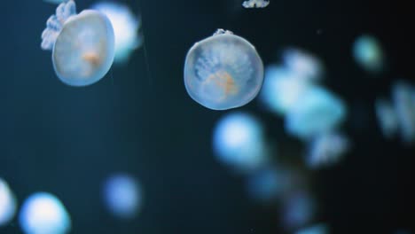 Two-small-jellyfish-meeting-unterwater-and-float-in-slow-motion