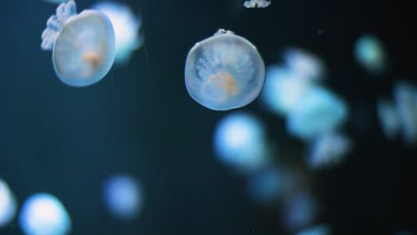dos pequeñas medusas se encuentran bajo el agua y flotan a cámara lenta