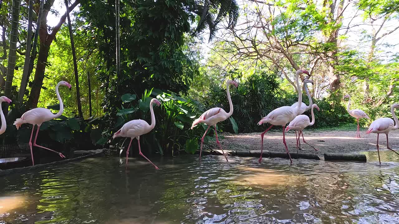 조용 한 동물원 서식지 에서 바다 를 고 있는 플라밍고