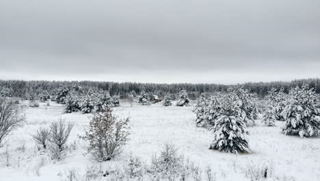 Aerial-camera-of-winter-landscape-trees-in-snow-camera-at-low-altitude