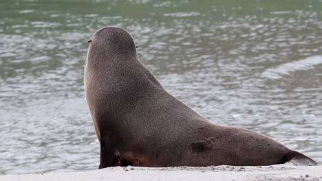 Robben,-Seelöwen,-Die-Liegen-Und-Im-Wasser-Schwimmen-Gehen,-Porträt-In-Neuseeland