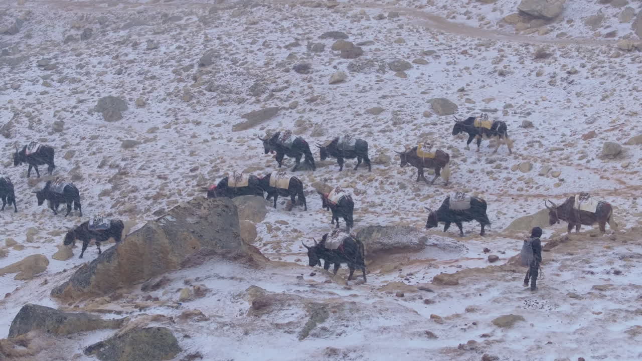 Aerial close-up of yak herders with black yaks in snowfall at Khumbu, Nepal. High-altitude nomadic life near Everest Base Camp blends survival with a romantic snowy tourism experience in the Himalayas