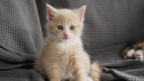 slow motion shot of kittens playing with each other on a sofa