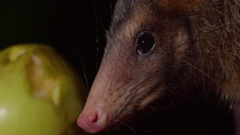 zarigüeya marrón mirando la cámara en el suelo oscuro del bosque amazónico después de comer - medio