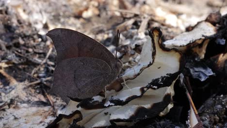 goatweed leafwing butterfly feeding on a piece of burned trash