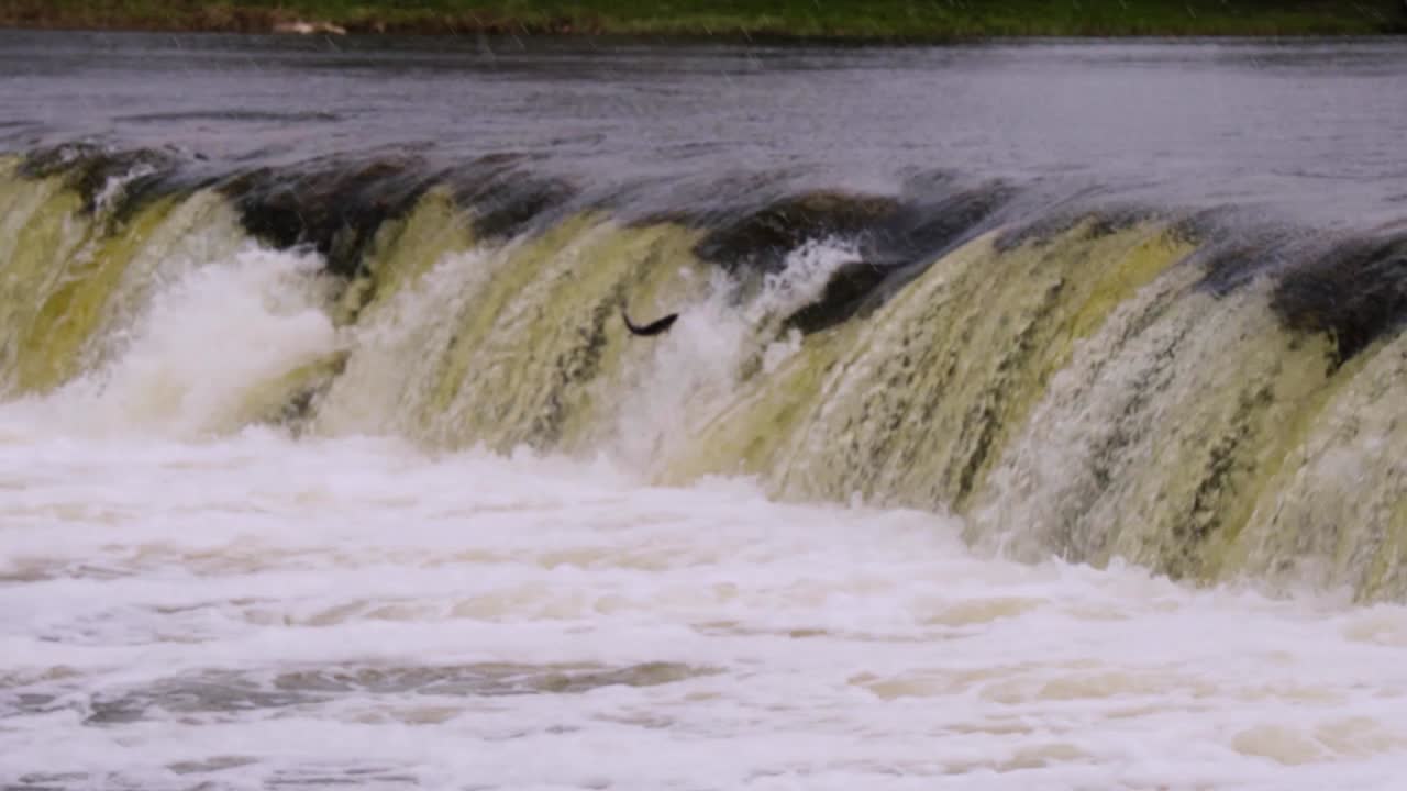 Rainy day Fish jumps in the longest waterfall in Latvia Slow motion