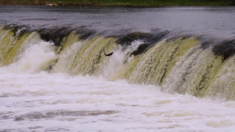 el pez de día lluvioso salta en la cascada más larga de letonia a cámara lenta