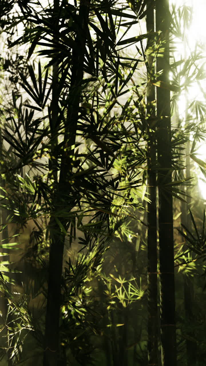 luz del sol del bosque de bambú