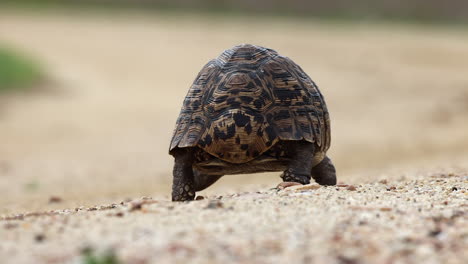 low angle camera follows cute leopard tortoise walking, ground level