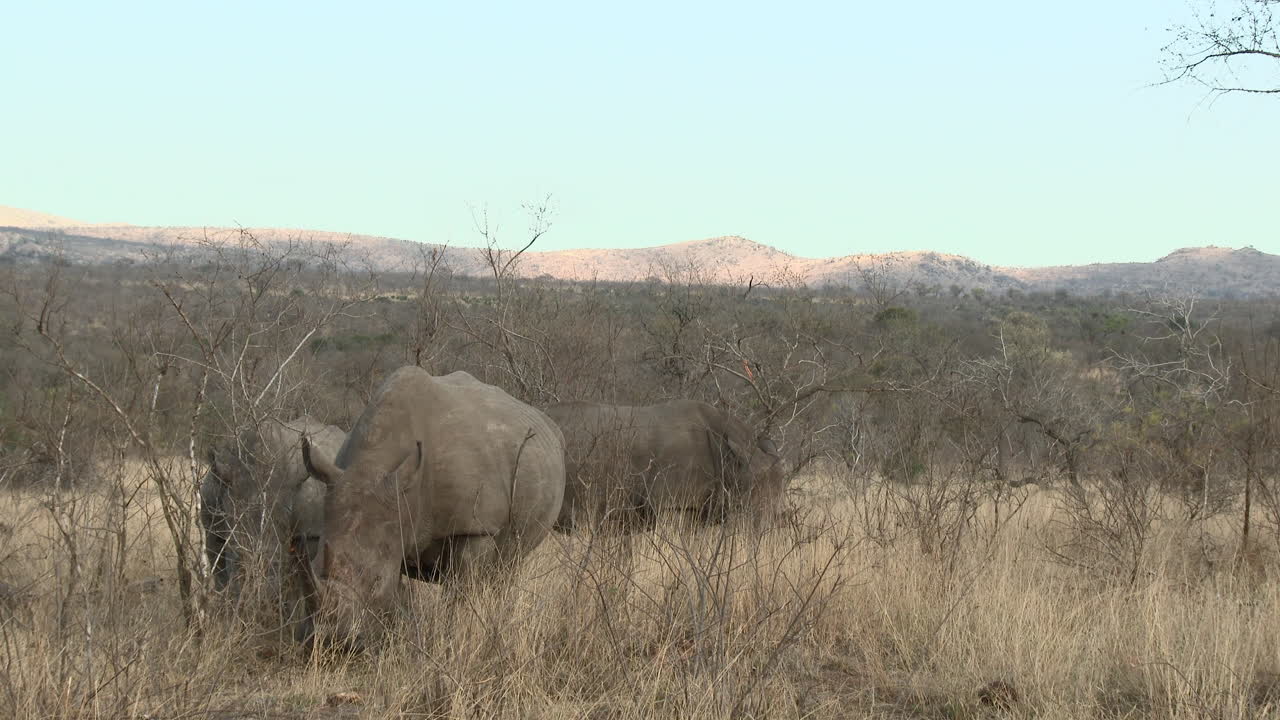 White Rhinoceros three together grazing between shrubs, Kruger N