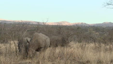 white rhinoceros three together grazing between shrubs, kruger n