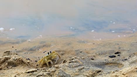 slow motion shot of a small yellow beach crab standing hesitantly on tropical sand with small waves crashing into shore in tibau do sul the state of rio grande do norte, brazil