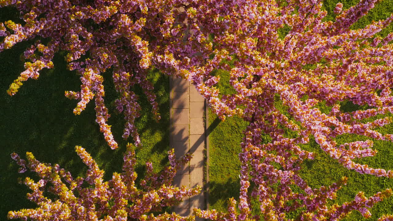 Drone view of cherry blossom alley - sakura at spring time in Bronowice, Krakow, Poland.
Morning, soft light.
Some people taking photos.