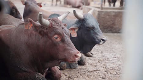 Close-up-shot-of-farm-cattle-with-horns-resting-in-barn-during-sunny-day