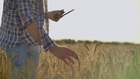 a man in a hat and jeans with a tablet in cancer touches and looks at the sprouts of rye and barley examines the seeds and presses his finger on the touchscreen at sunset.