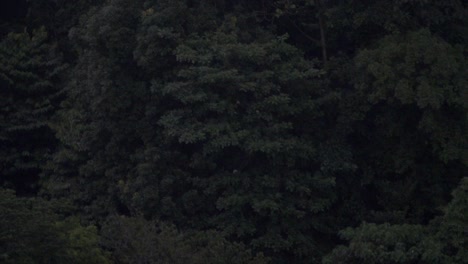 slow motion video of urban birds flying in kuala lumpur city center before sunset