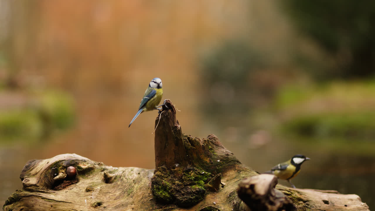 tetas azules en un tronco